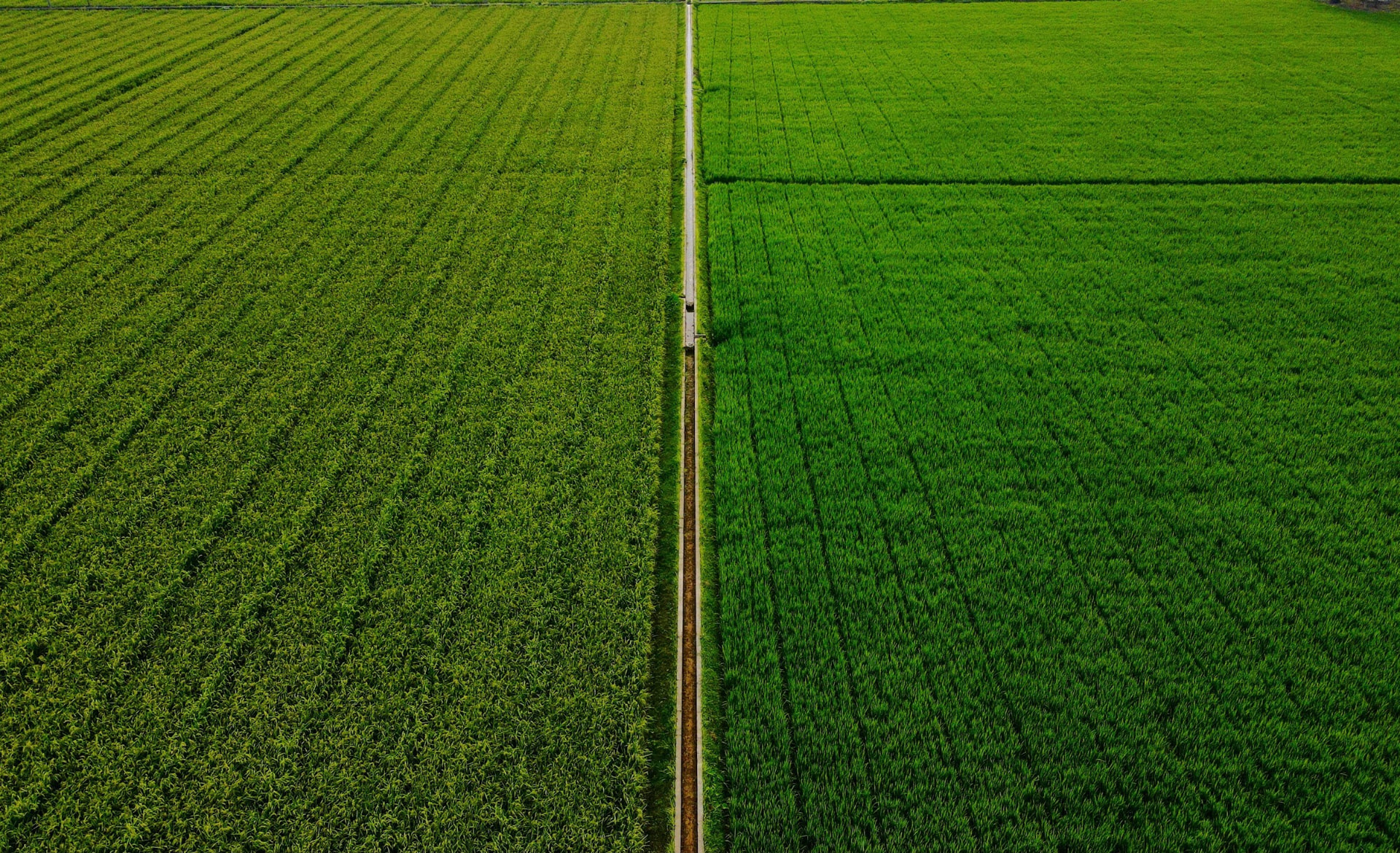 Aerial view of adjoining crop fields